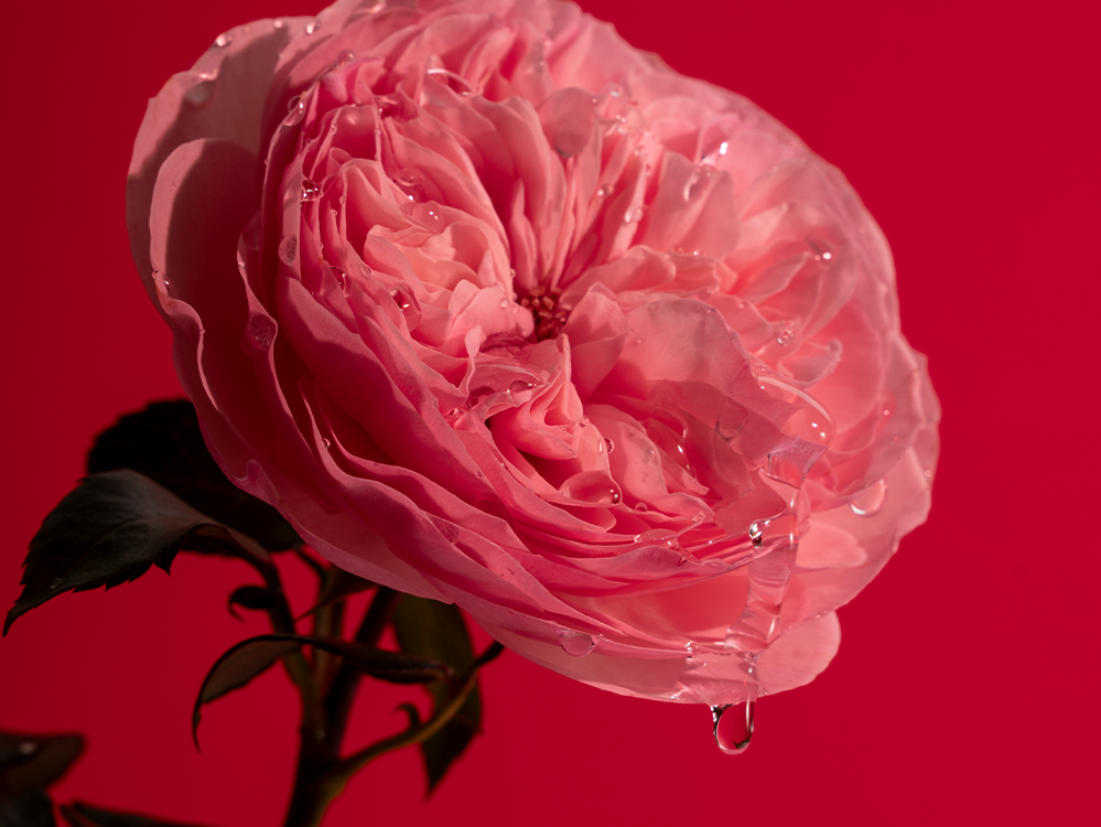 Droppande Personal Rose