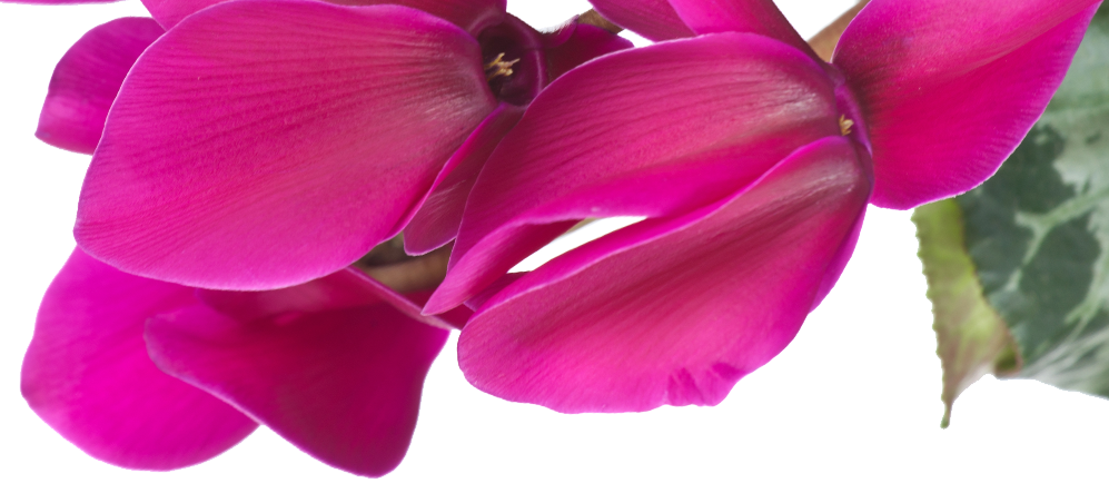 Cyclamen Anmärkning