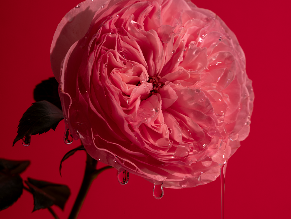 Droppande Bold Rose