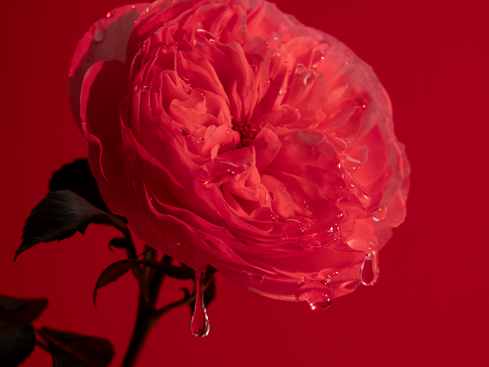 Droppande Expressive Rose